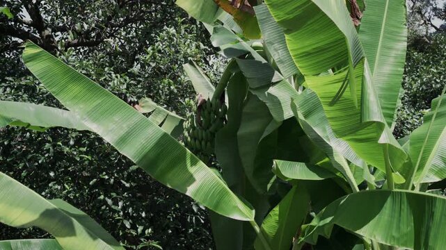 A 19-second video capturing full-sized green bananas still growing on a tropical tree. The footage showcases the lush foliage, natural sunlight, and vibrant texture of mature but unripe fruit.