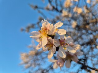 Fototapeta premium Floración de los almendros