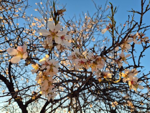 Floraci&oacute;n de los almendros