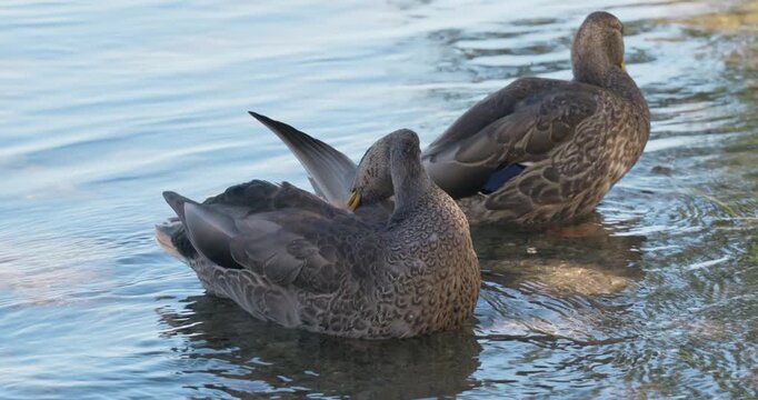 Two female ducks preen their feathers