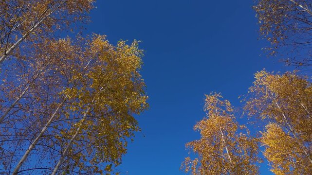 Stunning Golden Birch Canopy and Clear Blue Sky in Windy Autumn Poiana Marului Cinematic Low Angle Ascending Drone Shot 4K Graded