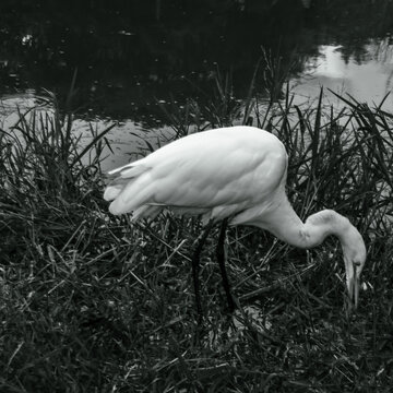 gra&ccedil;a branco e preto comendo algo