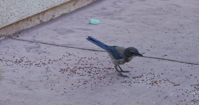 A Western Scrub Jay eats birdseed on a concrete patio