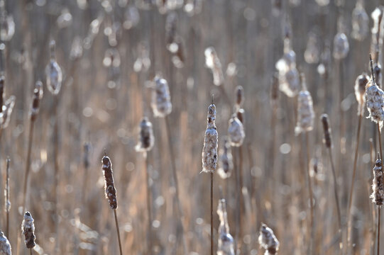 Cattails in bright winter sunlight