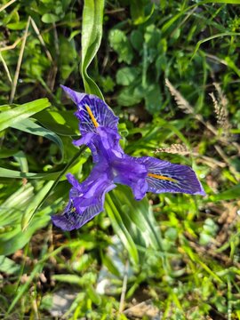 Flor de Lirio en el mes de Enero
