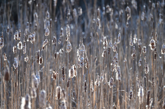 Cattails in bright winter sunlight