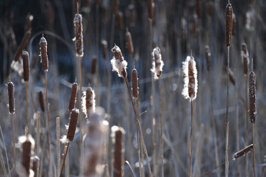 Cattails in bright winter sunlight
