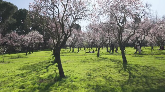 People enjoying blooming almond trees in a sunny park