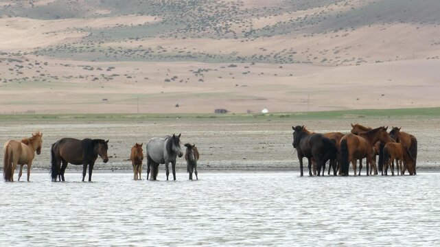 The herd of horses at a watering place on the coast of a lake in the Mongolian steppe on a summer day.