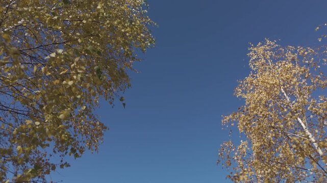 Stunning Swaying Golden Birch Branches and Clear Blue Sky Copy Space in Windy Autumn Poiana Marului Cinematic Low Angle Static Drone Shot 4K Ungraded Log