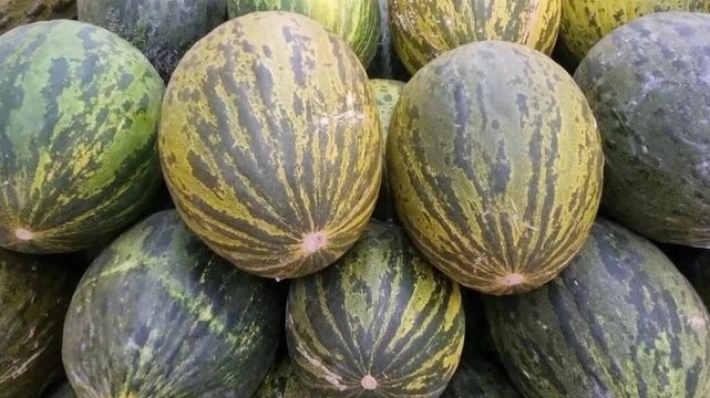 Fresh Spanish Melons Stacked at Market Close Up Video