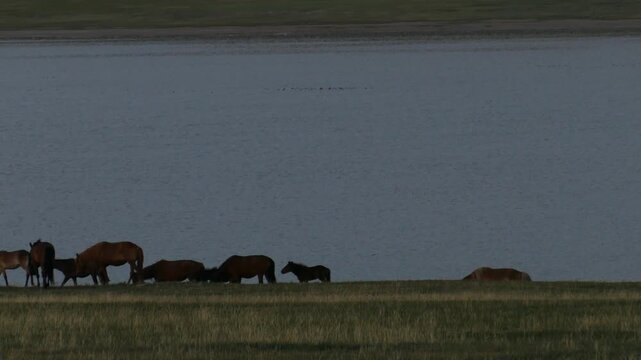 A herd of horses at a watering place on the coast of a river in the Mongolian steppe in the late summer evening.