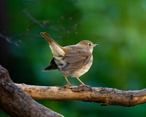 Obraz premium Hermit Thrush displaying identification helpful tail bobbing field mark