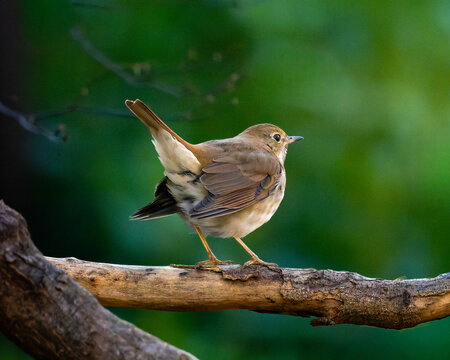 Hermit Thrush displaying identification helpful tail bobbing field mark