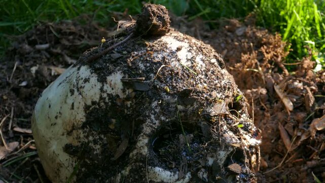 A human skull on the ground, with muddy dirt, worms and bugs. Grizzly death crime scene corpse.