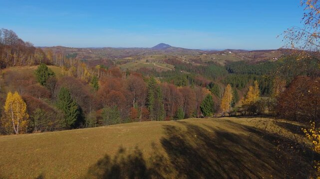 Breathtaking Golden Birch Trees and Autumn Rural Landscape on Sunny Rolling Hills in Poiana Marului with Magura Codlei Mountain Cinematic Aerial Pan Reveal Drone Shot 4K Graded