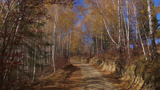 Stunning Swaying Golden Birch Forest and Rustic Dirt Road on a Sunny Autumn Day in Poiana Marului Cinematic Continuous POV Flight and Hover 4K Graded
