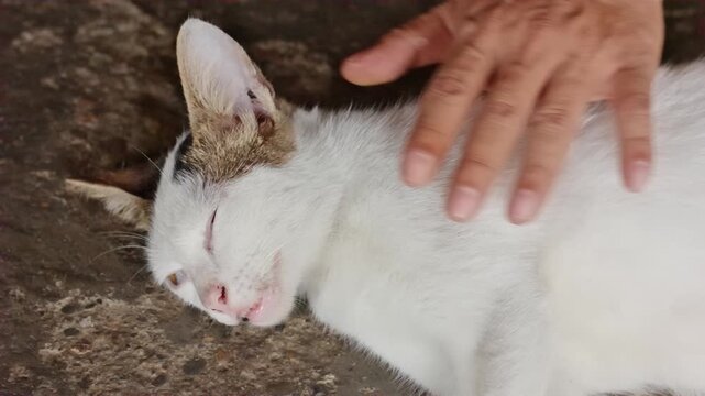 Cute White Cat Lying on Cement Floor, Someone Hand Stroking Gently the Cat Head, Human Affection and Friendship with Pet Concept