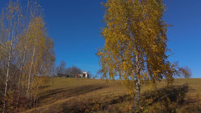 Stunning Golden Birch Tree and Authentic Rustic Farmhouse with a Grazing Cow on a Sunny Autumn Hillside in Poiana Marului Cinematic Ascending Drone Shot 4K Graded