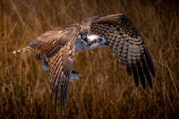 Fototapeta premium Osprey inflight over Florida panhandle saltmarsh with speckled trout catch 