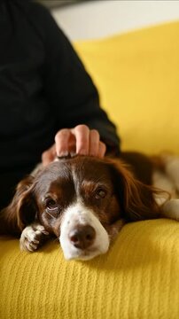Brown and white springer spaniel dog waking up on sofa, resting head while owner gently pets it, looking at camera, dog behavior at home, animal companionship