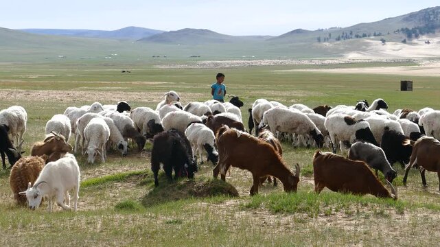 The boy grazes a herd of sheep and goats in a clearing in the Mongolian steppe on a Sunny summer day.