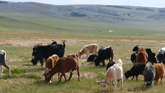 A herd of goats and sheep chews grass on a glade in the Mongolian steppe on a summer sunny day.