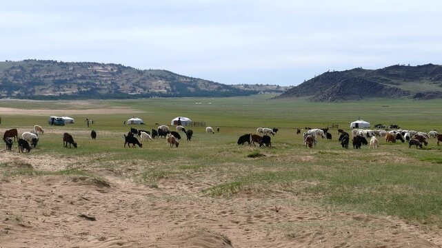 A herd of goats and sheep grazing alongside yurts in the Mongolian steppe against the backdrop of the mountains in a summer sunny day.