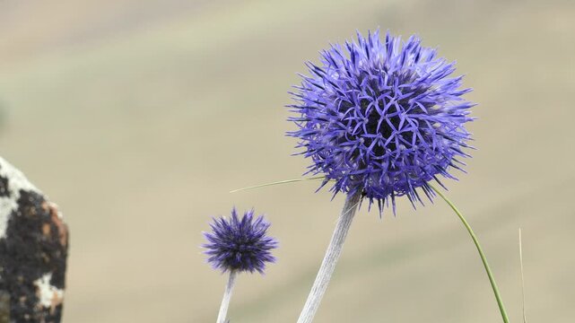 Round blue beautiful flowers swing in the wind. Summer cloudy day. The name of these flowers is a globe-thistle. This plant is used in folk medecine, to the same it is a beautiful honey plant.Mongolia
