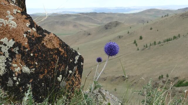 The round blue flowers of the plant globe-thistle swing from the light breeze against the background of the valley, in the distance the mountains under the cloudy sky. The Mongolian landscape.