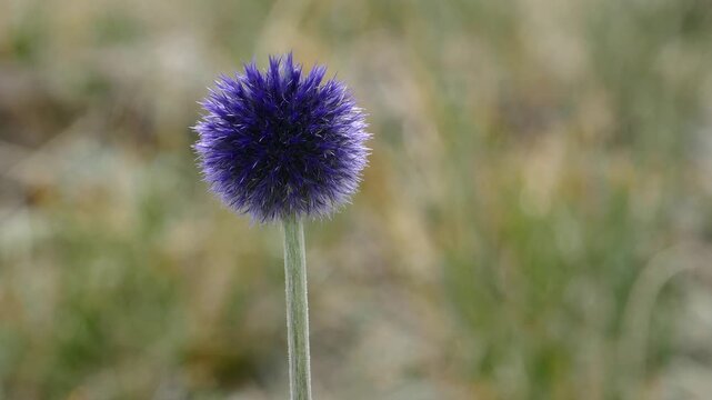 Round blue beautiful flower swing in the wind. Summer cloudy day. The name of these flowers is a globe-thistle. This plant is used in folk medecine, to the same it is a beautiful honey plant.Mongolia.