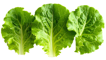 Close-up of three vibrant green lettuce leaves with textured surfaces