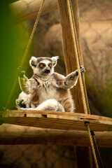 Fototapeta premium Lemur sitting on wooden platform in zoo