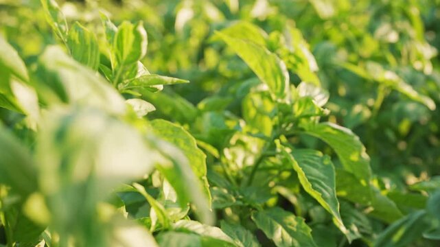 Large basil plants, tulsi, thriving under warm sunlight in cultivated garden.