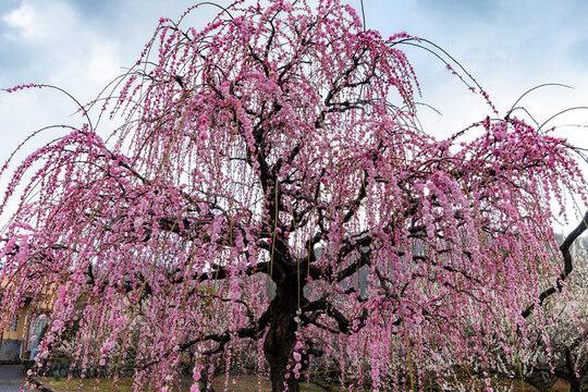 満開の曽我梅林　しだれ梅