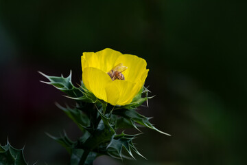 Fototapeta premium Honey bee gathering pollen on yellow petals