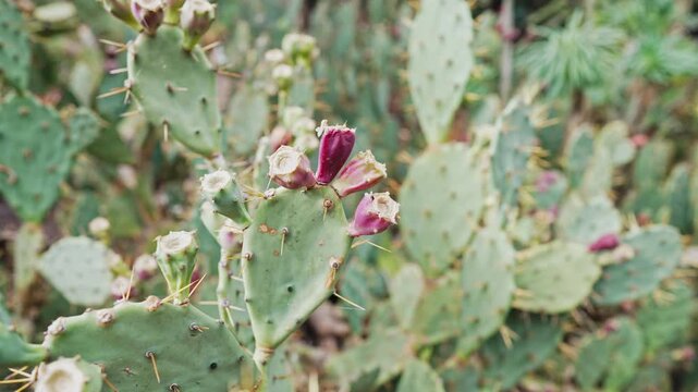 View of opuntia cactus pads covered with sharp spines growing in natural habitat. Drought-resistant plant, arid climate vegetation, desert flora detail.