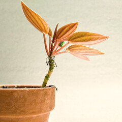 NEW ON TERRACOTTA © TomiRovira