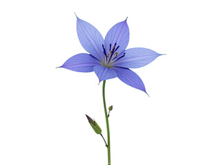 A single blue flower grows from a stem on a clean white surface, great for backgrounds and decorations