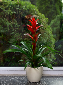 Vertical shot of blooming Guzmania bromeliad on window sill