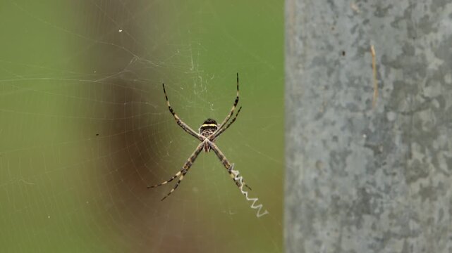 The Orb Weaver Spider a common non venomous spider that is found throughout Brazil.