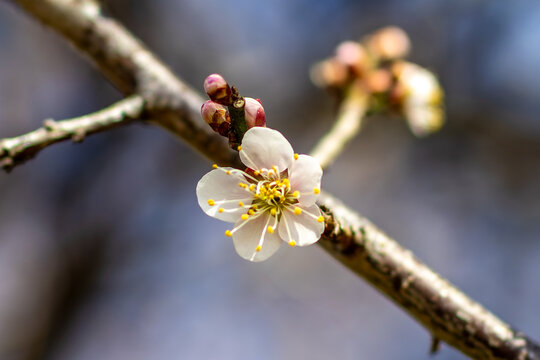 日本周遊　曽我梅林の白梅