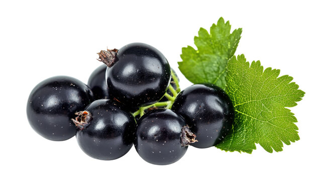 Bunch of blackcurrant berries with green leaves on transparent background for marketing design