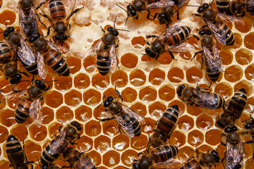 Summer activities of bees inside the hive.
Bees create wax honeycombs and convert nectar into honey.
