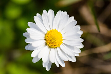 Obraz premium Macro Close-Up of a White Daisy Flower in Bloom