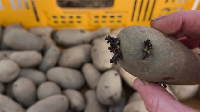 Pre-sprouted seed potatoes with strong shoots ready for planting, chitting potatoes in a tray indoors.