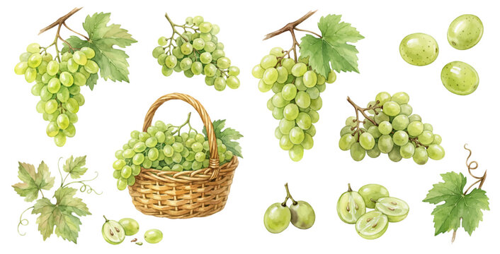 A charming watercolor collection of green grapes, including bunches, vine leaves, sliced fruit, and wicker basket.