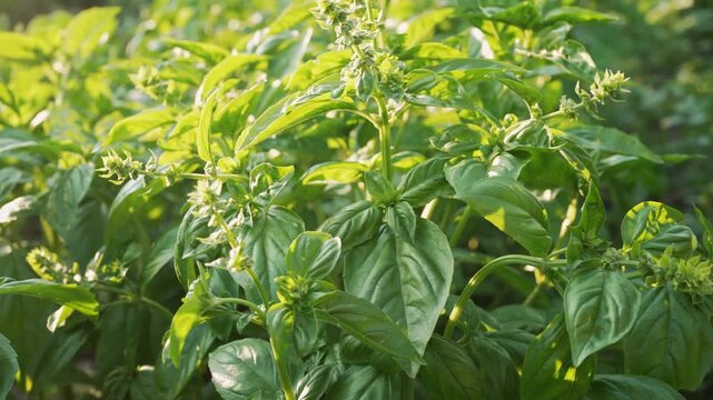 Large basil plants, tulsi, thriving under warm sunlight in cultivated garden.