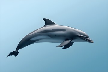 Professional Dolphin Portrait &ndash; Marine Animal Photography on Clean Background