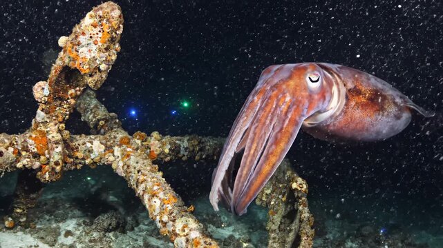 Cuttlefish Swimming Near Rusty Anchor in the Deep Ocean.